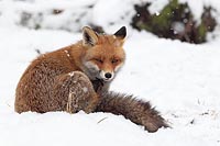 Rotfuchs im Schnee sitzend