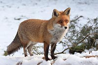 Rotfuchs in Winterabendsonne