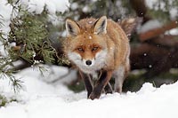 Rotfuchs v vorn b Schneefall