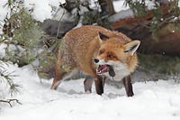 Rotfuchs verspeist Feldmaus