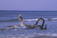 Baumrest Dar�strand