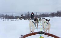 Husky Schlittenfahrt im Schnee