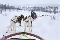 Husky Schlittenfahrt Tromso