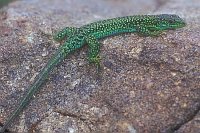 Iberische Gebirgseidechse