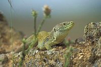 Perleidechse auf Mauer