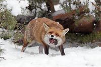 Rotfuchs isst Feldmaus