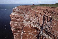 Helgoland Vogelfelsen im April