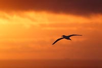 Basstoelpel im roten Abendlich