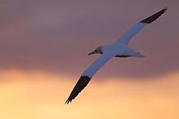 Basstoelpel fliegt im Abendlic