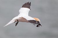 Basstoelpel mit Blasentang