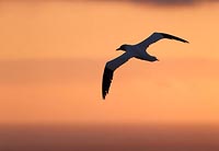 Basstoelpel vor Abendhimmel