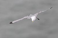 Dreizehenmoewe im Bremsflug