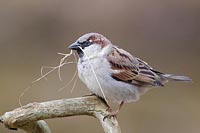 Haussperling mit Nistmaterial