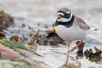 Sandregenpfeifer im Felswatt