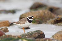 Sandregenpfeifer zw Steinen