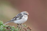 Schneeammer a Lummenfelsen