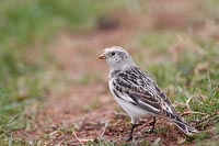 Schneeammer am Boden