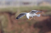 Silbermoewe kratzt sich