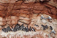 Trottellummen auf Felsband