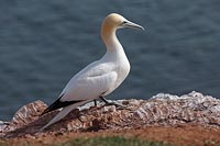 Basstoelpel am Felsrand