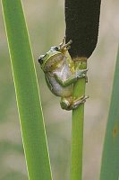 Laubfrosch auf Rohrkolben