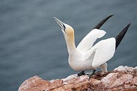 Basstoelpel hochschauend