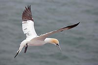 Basstoelpel im Flug seitlich