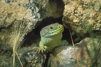 Perleidechse Maennchen