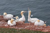 Basstoelpel Paar in Kolonie