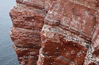 Lummenfelsen zur Brutzeit