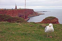 Silbermoewe Helgoland Oberland