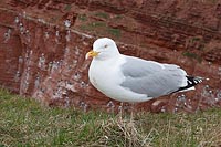 Silbermoewe vor Vogelfelsen