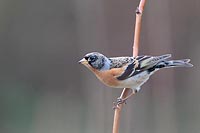 Bergfink am Stengel sitzend