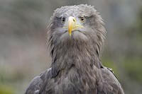 Seeadler gestraeubte Kopffeder
