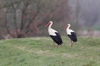 Weissstorch 2 Ex auf Deich