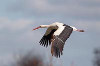 Weissstorch Fluegel unten