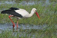 Weissstorch in nasser Senke