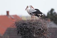 Weissstorch Paar auf Nest