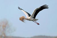 Weisstorch im Flug mit Heu