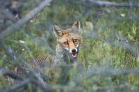 Fuchs durch Buschwerk schau