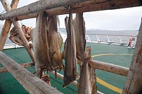 Stockfisch auf Hurtigruten Sch