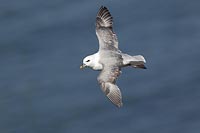 Eissturmvogel ueber d Wasser