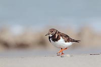 Steinwaelzer am Sandstrand