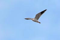 Gleitaar am Himmel ruettelnd