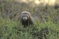 Iltis von vorn im Gras