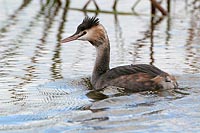 Haubentaucher schwimmend
