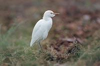 Kuhreiher auf Acker stehend
