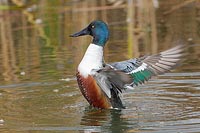 Loeffelente Fluegel schlagend