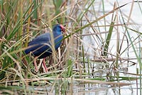 Purpurhuhn am Schilfufer