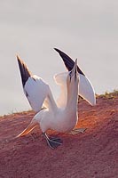 Basstoelpel in Balzhaltung